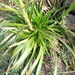 Eryngium humboldtii Fulla