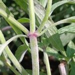 Monarda punctata Кора