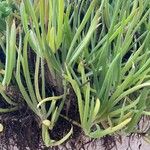 Bulbine frutescens Leaf