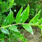 Coriaria myrtifolia Leaf