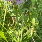 Centaurea nigra Habit