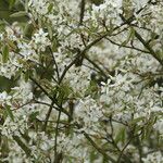 Amelanchier canadensis ফুল