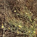 Glebionis coronaria Flors