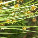 Rhynchospora holoschoenoides Leaf