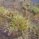 Carex pauciflora Habit