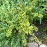 Salvia tiliifolia Цвят