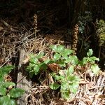 Orthilia secunda Habit