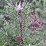 Pinus mugo Folha