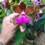 Cattleya bicolor Virág