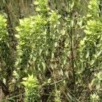 Sideritis montana Likasa