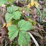 Rubus camptostachys 葉
