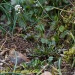 Teesdalia coronopifolia Hábito