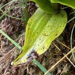 Epipactis palustris Blatt