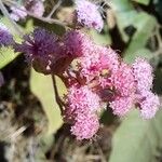 Ayapana amygdalina Flower