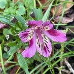 Alstroemeria aureaBlüte