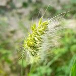 Cynosurus echinatus Flor