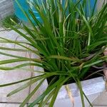 Zephyranthes minuta Levél