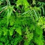 Adiantum raddianum Leaf