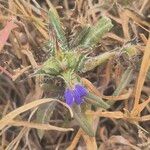 Blepharis linariifolia Flower