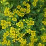 Ruta chalepensis Flor