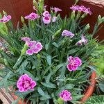 Dianthus gratianopolitanus പുഷ്പം