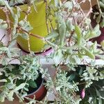 Lampranthus deltoides Leaf
