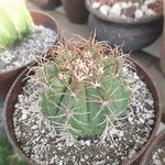 Melocactus matanzanus Blatt