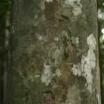Chaetocarpus schomburgkianus Corteza