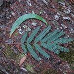 Acacia koaia Leaf