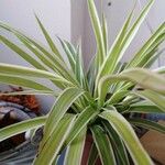 Phalaris arundinacea Feuille