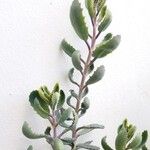 Kalanchoe daigremontianaഇല