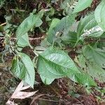 Liabum bourgeaui Leaf