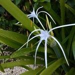 Hymenocallis latifolia Yaprak