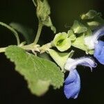 Salvia ballotiflora Цветок