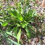 Buphthalmum salicifolium Hoja