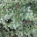 Myrsine africana Likasa