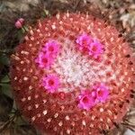 Melocactus matanzanus Blüte
