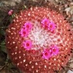 Melocactus matanzanus 花