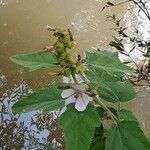 Althaea officinalisBlodyn