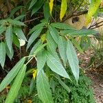 Ficus erecta Egyéb