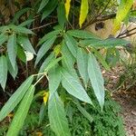 Ficus erecta Feuille