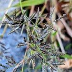Eragrostis minor Tunda