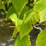 Acer rufinerve Blatt