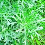 Ambrosia tenuifolia Hoja