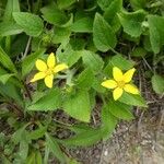 Chrysogonum virginianum Blomst