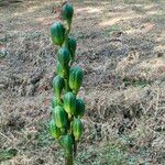 Cardiocrinum cordatum Blüte