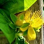 Hypericum × inodorum Flower