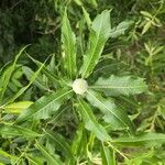 Salix eriocephala Kvet