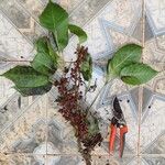 Astropanax abyssinicus Plante entière