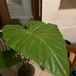 Alocasia odora Leht